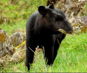 Tapir de Montaña Fuente flickr com1